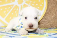 Liam, a male Miniature Schnauzer for sale in Paris, TX – 2 of 4