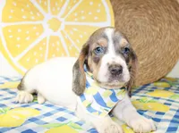 Duke, a male Basset Hound for sale in Paris, TX – 2 of 3