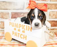 Tandy, a female Basset Hound for sale in Paris, TX – Photo 2 of 3