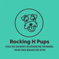 Tandy, a female Basset Hound for sale in Paris, TX – Photo 3 of 3