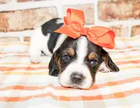 Tandy, a female Basset Hound for sale in Paris, TX – Photo 1 of 3