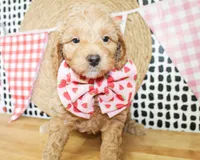 Finn, a male Miniature Goldendoodle for sale in Paris, TX – 3 of 4