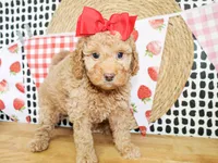 Dixie, a female Miniature Goldendoodle for sale in Paris, TX – 4 of 4