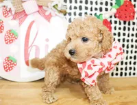 Cooper, a male Miniature Goldendoodle for sale in Paris, TX – 4 of 5