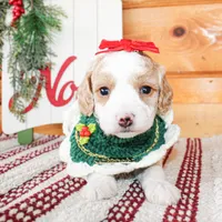 Cali, a female Miniature Goldendoodle for sale in Paris, TX – Photo 1 of 3