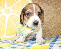 Sunny, a male Basset Hound for sale in Paris, TX – 1 of 5