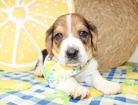 Sunny, a male Basset Hound for sale in Paris, TX – 3 of 5