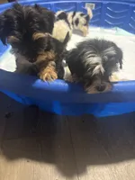 Sammy , a male Yorkipoo and Biewer for sale in Dallas, TX – 2 of 2