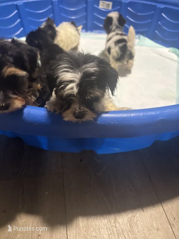 Ash  – Yorkipoo, Biewer puppy for sale in Dallas, TX