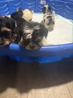 Ash , a male Yorkipoo and Biewer for sale in Dallas, TX – 1 of 1