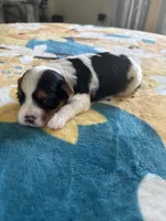 Valentino, a male Yorkshire Terrier for sale in Dallas, TX – Photo 3 of 9