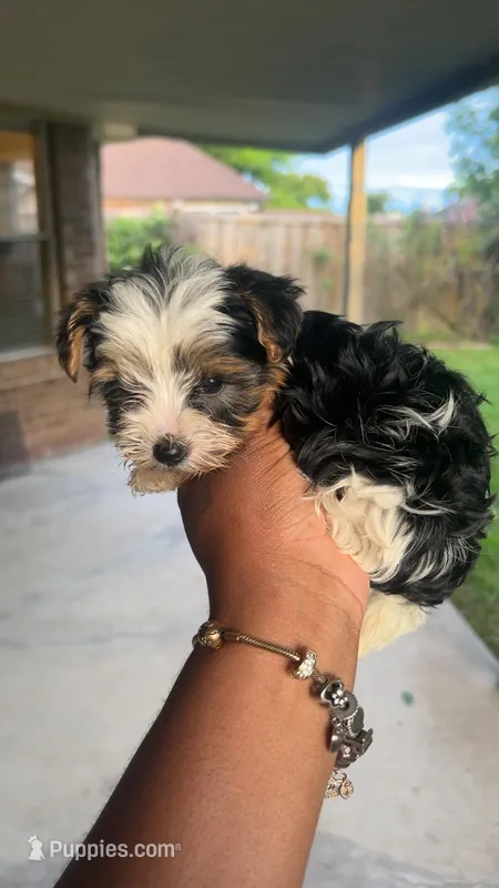 Valentino, a male Yorkshire Terrier for sale in Dallas, TX – Photo 1 of 9