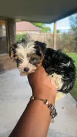 Valentino, a male Yorkshire Terrier for sale in Dallas, TX – Photo 1 of 9