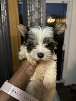 Valentino, a male Yorkshire Terrier for sale in Dallas, TX – Photo 6 of 9