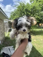 Valentino, a male Yorkshire Terrier for sale in Dallas, TX – Photo 9 of 9