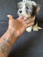 Valentino, a male Yorkshire Terrier for sale in Dallas, TX – Photo 8 of 9