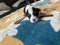 Valentino, a male Yorkshire Terrier for sale in Dallas, TX – Photo 4 of 9