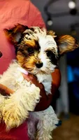 Magnolia , a female Yorkshire Terrier for sale in Dallas, TX – Photo 1 of 2