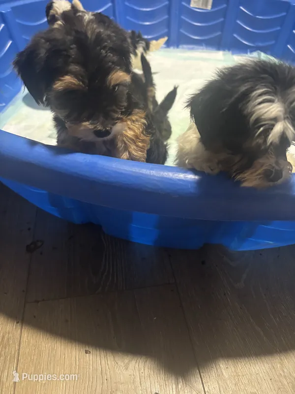 Sammy  – Yorkipoo, Biewer puppy for sale in Dallas, TX