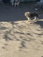 Caspian, a male Yorkipoo and Biewer for sale in Dallas, TX – Photo 8 of 8