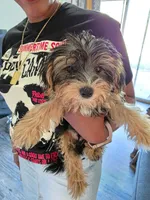 Caspian, a male Yorkipoo and Biewer for sale in Dallas, TX – Photo 3 of 8