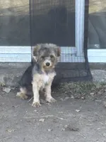 Caspian, a male Yorkipoo and Biewer for sale in Dallas, TX – Photo 1 of 8