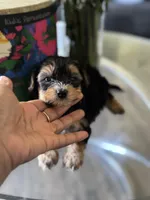 Caspian, a male Yorkipoo and Biewer for sale in Dallas, TX – Photo 4 of 8