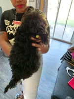 Caspian, a male Yorkipoo and Biewer for sale in Dallas, TX – Photo 6 of 8