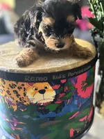 Caspian, a male Yorkipoo and Biewer for sale in Dallas, TX – Photo 2 of 8