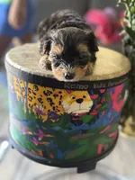 Caspian, a male Yorkipoo and Biewer for sale in Dallas, TX – Photo 5 of 8