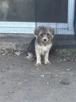 Caspian, a male Yorkipoo and Biewer for sale in Dallas, TX – Photo 7 of 8