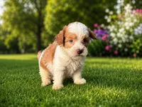 Blue, a male Poodle - Toy  for sale in Bristow, VA – 1 of 1