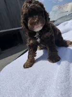 Booker , a male Poodle - Toy  for sale in Gainesville, VA – 1 of 1