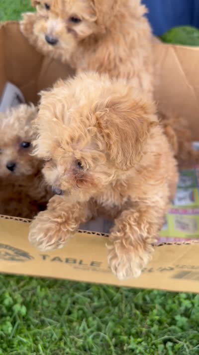 N/a, a male Poodle - Toy  for sale in Manassas, VA – 1 of 2