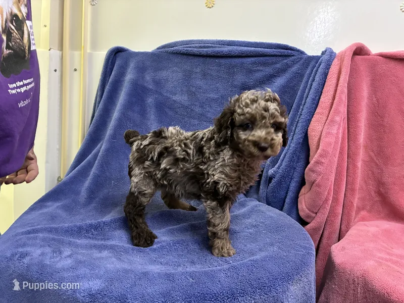 Spotty – Poodle - Toy  puppy for sale in Gainesville, VA