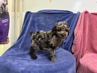 Spotty, a male Poodle - Toy  for sale in Gainesville, VA – 1 of 1