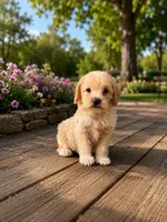 Milo, a male Poodle - Toy  for sale in Bristow, VA – 1 of 1