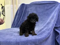 Smokey, a male Poodle - Toy  for sale in Bristow, VA – 2 of 2