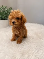 Teddy, a male Poodle - Toy  for sale in Bristow, VA – 1 of 1
