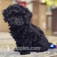 Spotty – Poodle - Toy  puppy for sale in Bristow, VA