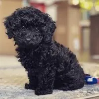 Spotty, a male Poodle - Toy  for sale in Bristow, VA – 1 of 1