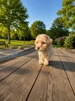 Finn, a male Poodle - Toy  for sale in Bristow, VA – 1 of 1