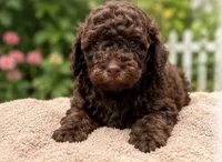 Cocoa, a male Poodle - Toy  for sale in Bristow, VA – 1 of 1