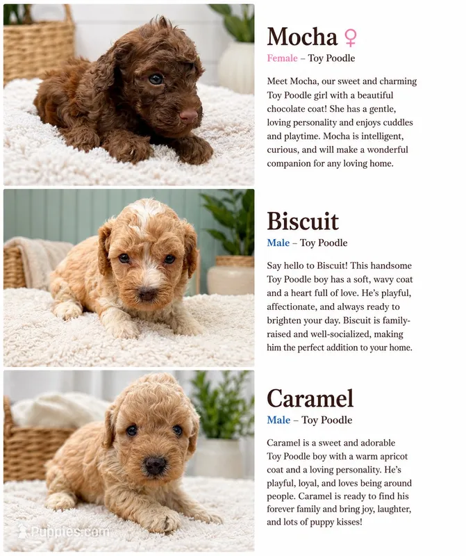 Mocha, biscuit,caramel  – Poodle - Toy  puppy for sale in Bristow, VA
