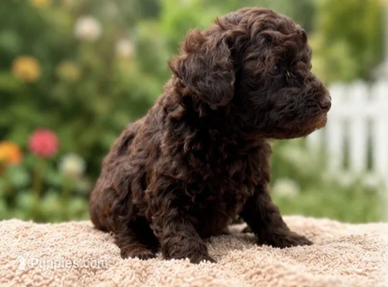 Mocha – Poodle - Toy  puppy for sale in Bristow, VA