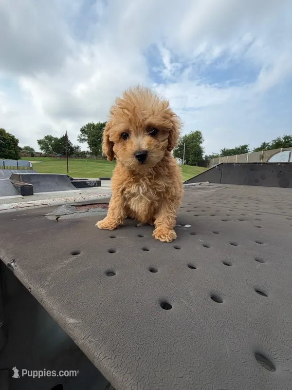 Cookie  – Poodle - Toy  puppy for sale in Bristow, VA