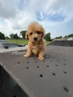 Cookie , a male Poodle - Toy  for sale in Bristow, VA – 1 of 3