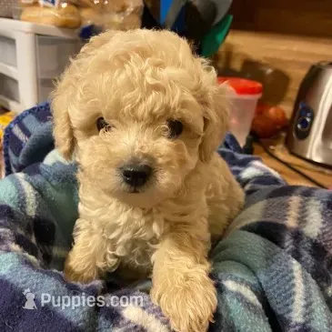 Biscuit – Poodle - Toy  puppy for sale in Bristow, VA