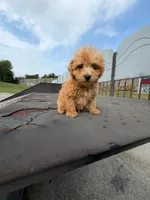 Cookie , a male Poodle - Toy  for sale in Bristow, VA – 3 of 3