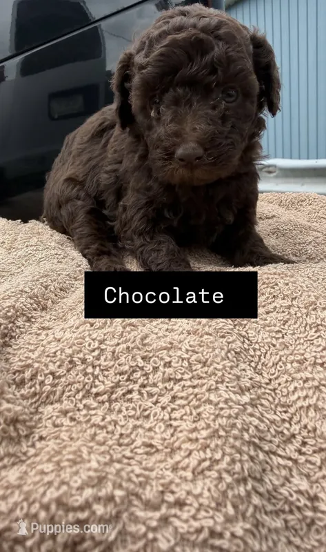 Chocolate  – Poodle - Toy  puppy for sale in Bristow, VA